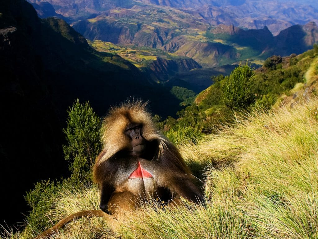 gelada-simien-mountains-ethiopia-1024×768